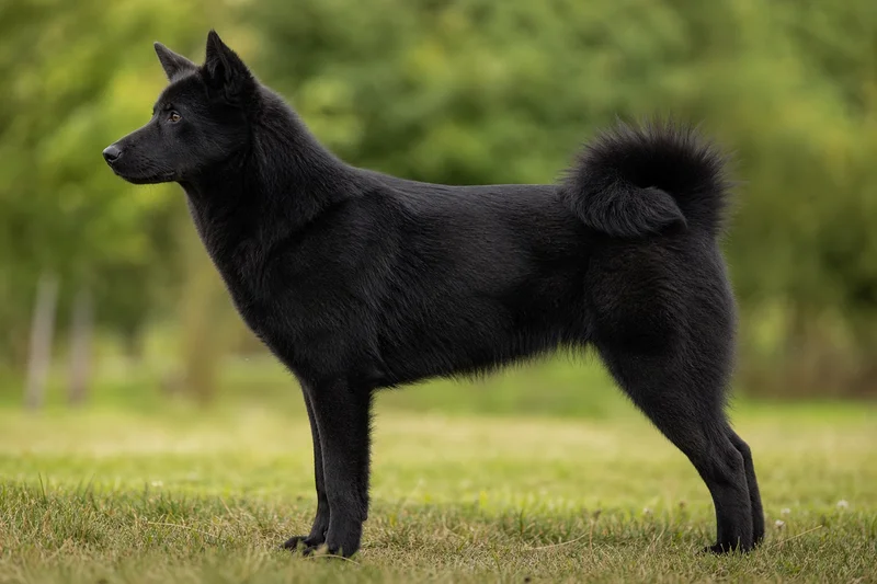 Russian-European Laika — black coat