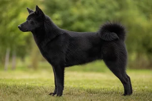Russian-European Laika — black coat