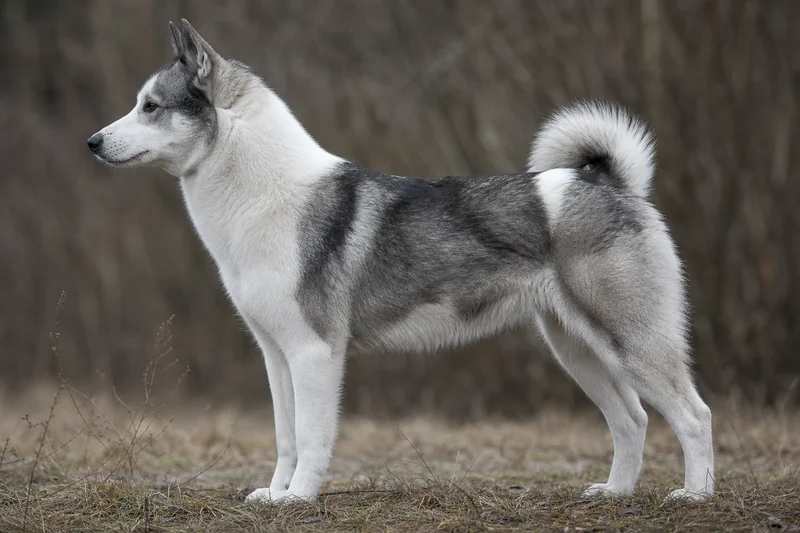 Russian-European Laika — gray and white coat