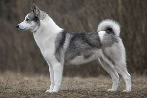 Russian-European Laika — gray and white coat