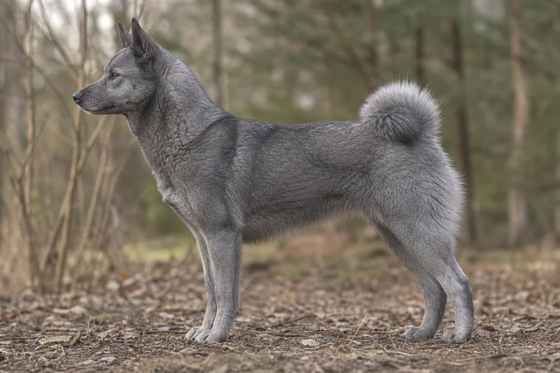 Russian-European Laika — gray coat