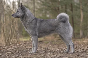 Russian-European Laika — gray coat
