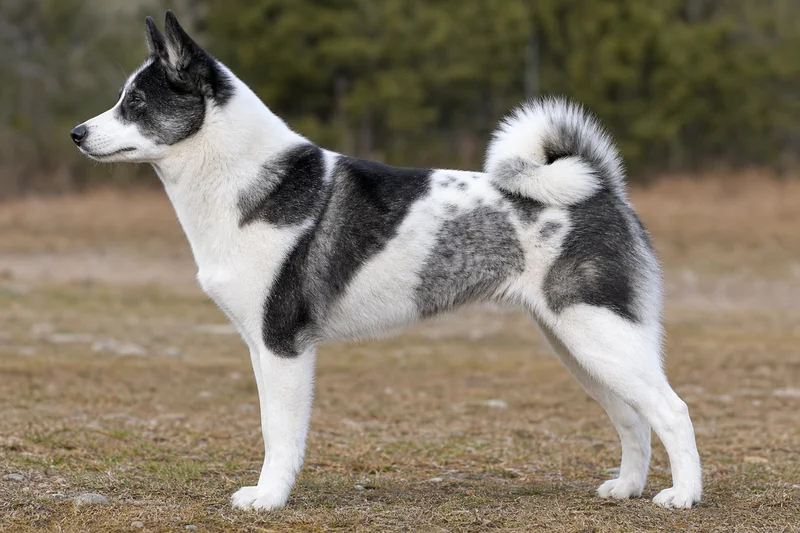 Russian-European Laika — piebald coat