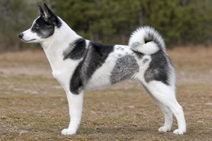 Russian-European Laika — piebald coat