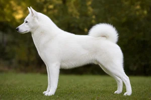 Russian-European Laika — white coat
