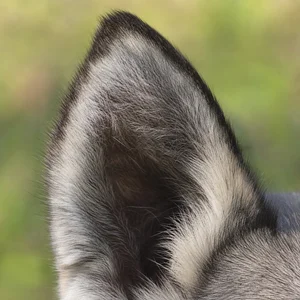 Russian-European Laika — ears