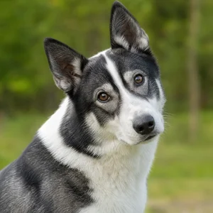 Russian-European Laika — alert