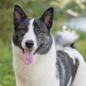 Russian-European Laika — happy