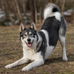 Russian-European Laika — playful
