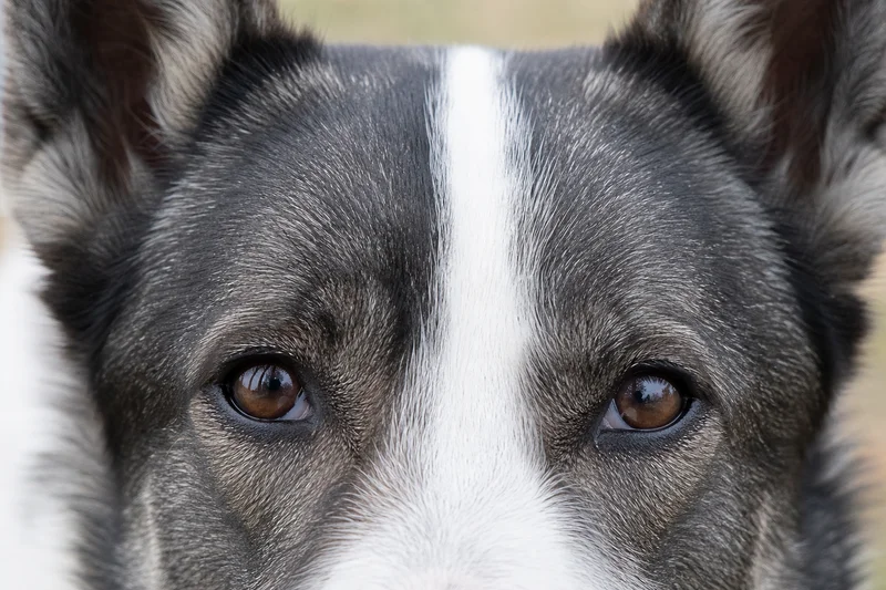 Russian-European Laika — eyes