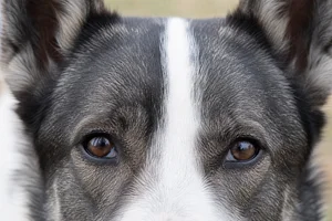 Russian-European Laika — eyes