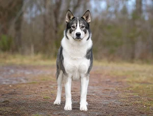 Russian-European Laika — front