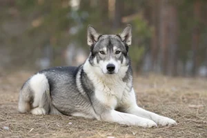 Russian-European Laika — lying down