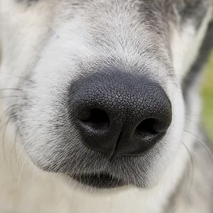 Russian-European Laika — nose