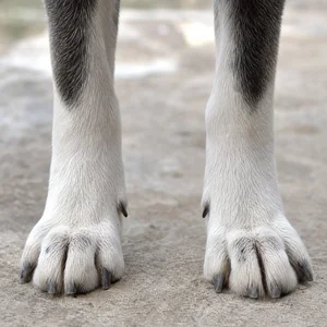 Russian-European Laika — paws
