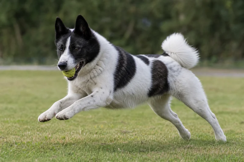Russian-European Laika — playing