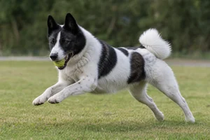 Russian-European Laika — playing
