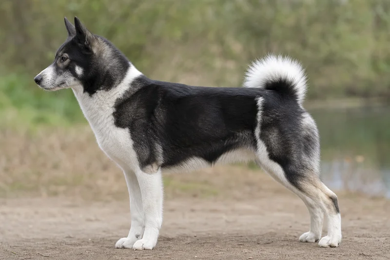 Russian-European Laika — side