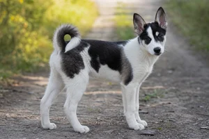 Russian-European Laika — puppy (~4 mo)