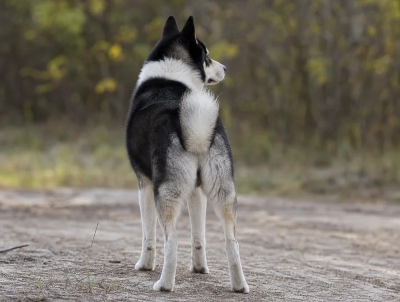 Russian-European Laika — rear