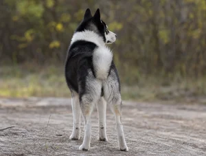 Russian-European Laika — rear
