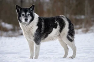 Russian-European Laika — senior