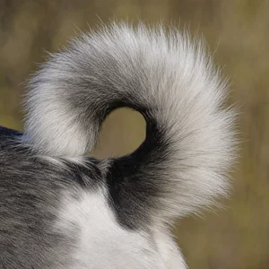 Russian-European Laika — tail