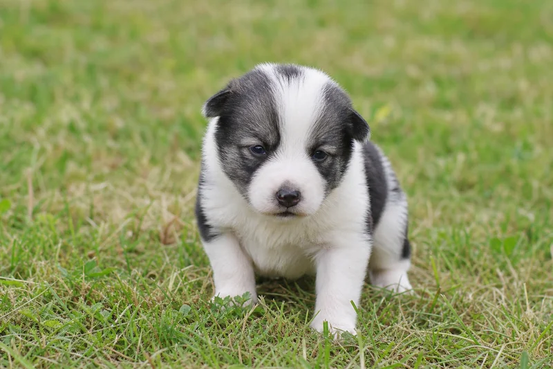 Russian-European Laika — young puppy (~1 mo)