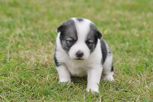 Russian-European Laika — young puppy (~1 mo)