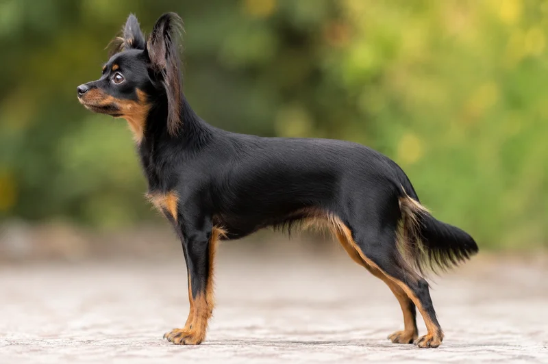 Russian Toy — black and tan coat