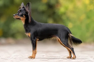 Russian Toy — black and tan coat