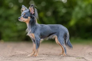Russian Toy — blue and tan coat