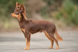 Russian Toy — brown and tan coat