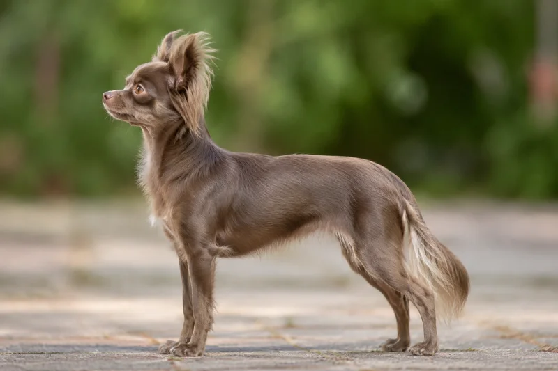 Russian Toy — sable coat