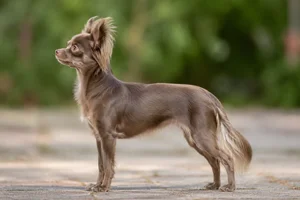 Russian Toy — sable coat