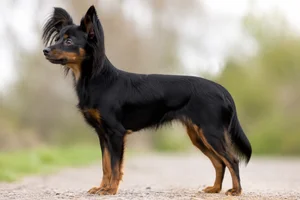 Russian Toy dog