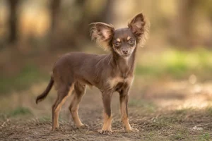 Russian Toy — puppy (~4 mo)