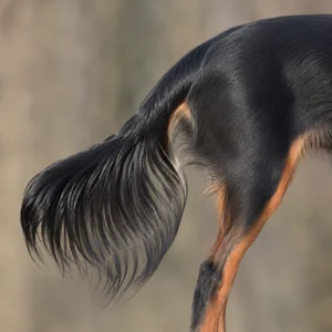 Russian Toy — tail