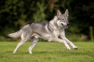 Saarloos Wolfdog — running