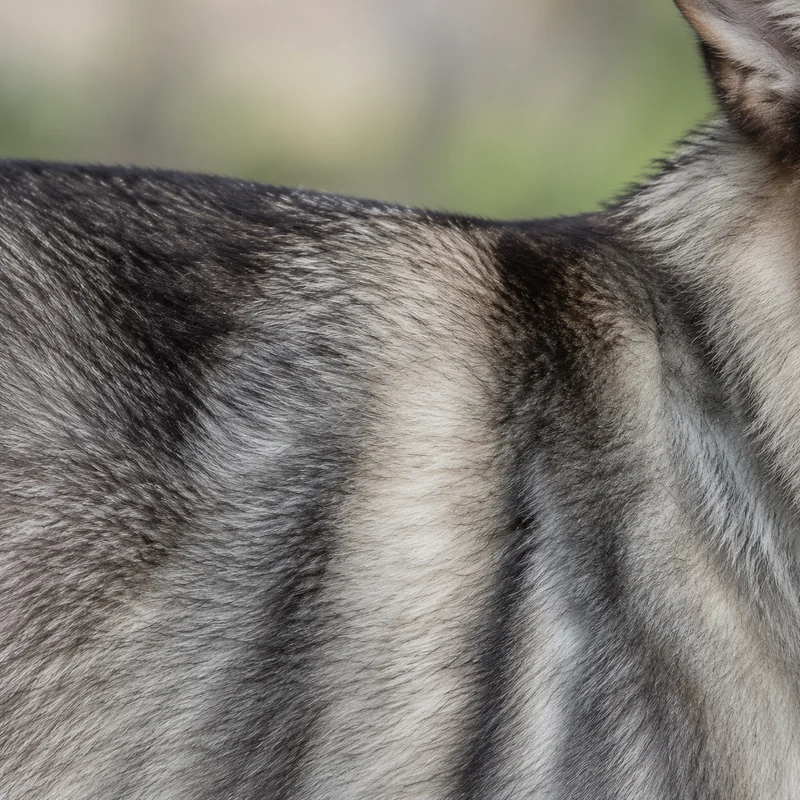 Saarloos Wolfdog — coat texture