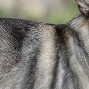 Saarloos Wolfdog — coat texture