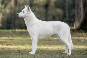 Saarloos Wolfdog — White coat