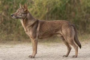 Saarloos Wolfdog — Wolf-brown coat