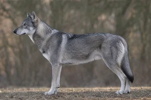 Saarloos Wolfdog — Wolf-grey coat