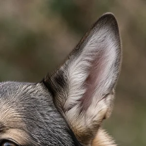 Saarloos Wolfdog — ears