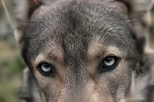Saarloos Wolfdog — eyes
