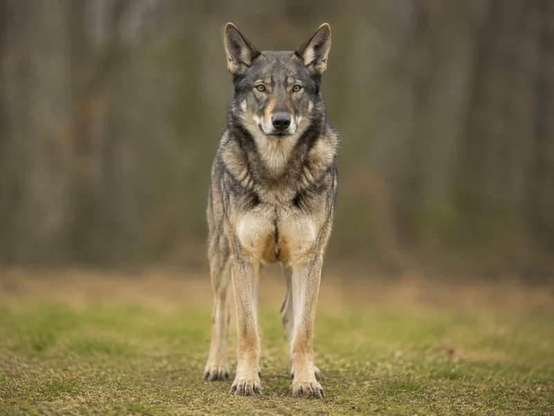 Saarloos Wolfdog — front