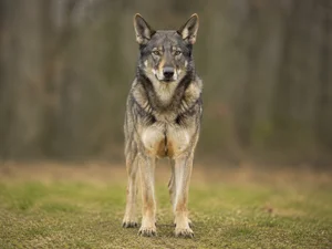 Saarloos Wolfdog — front