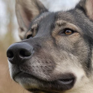 Saarloos Wolfdog — nose