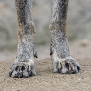 Saarloos Wolfdog — paws